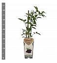 Sambucus nigra Haschberg C2 Lit. 30-40 cm