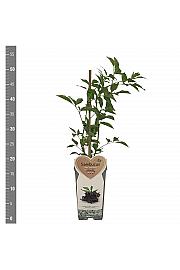 Sambucus nigra Haschberg C2 Lit. 30-40 cm