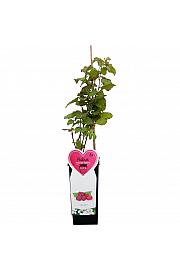 Rubus Tayberry C2 Lit. 30-40 cm