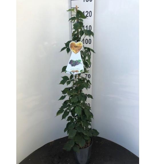 Rubus phoeniocolasius C4 Lit. 100-120 cm