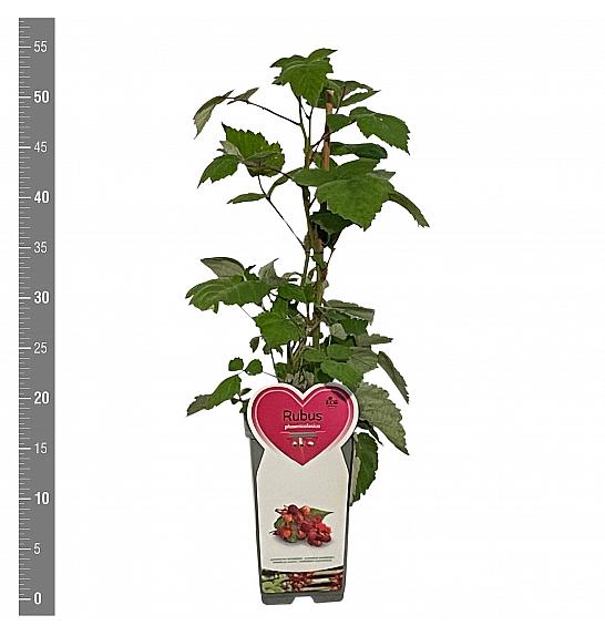 Rubus phoeniocolasius C2 Lit. 30-40 cm