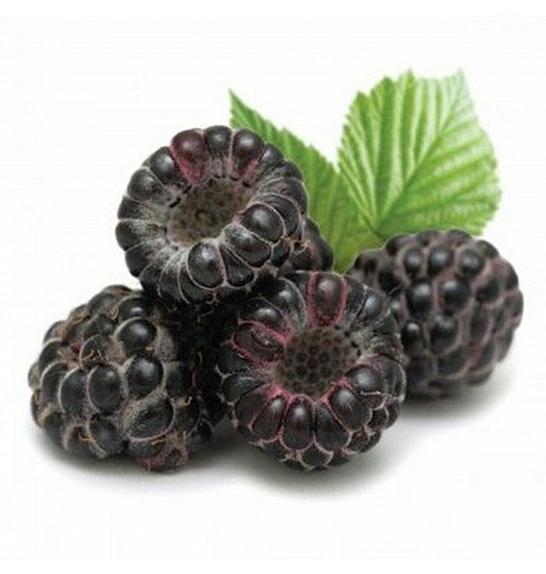 Rubus occidentalis Black Jewel C2 Lit. 30-40 cm