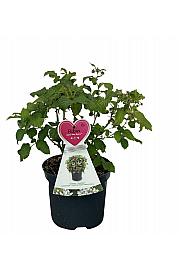 Rubus idaeus Ruby Beauty C5 Lit. 40-60 cm