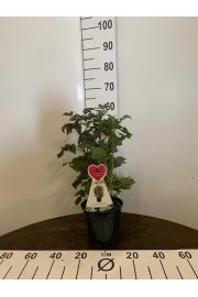 Rubus idaeus Red Schwedin C3 Lit. 30-40 cm