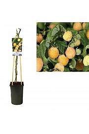 Rubus idaeus Golden Everest C2,5 Lit. 40-60 cm