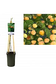 Rubus idaeus Golden Bliss C2,5 Lit. 40-60 cm