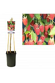 Rubus idaeus Glen Ample C2,5 Lit. 40-60 cm