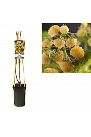 Rubus idaeus Fallgold C2,5 Lit. 40-60 cm