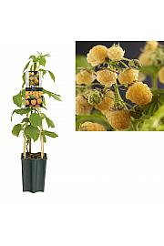 Rubus idaeus Fallgold C1,5 Lit. 30-40 cm