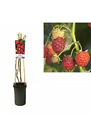 Rubus idaeus Autumn Bliss C2,5 Lit. 40-60 cm