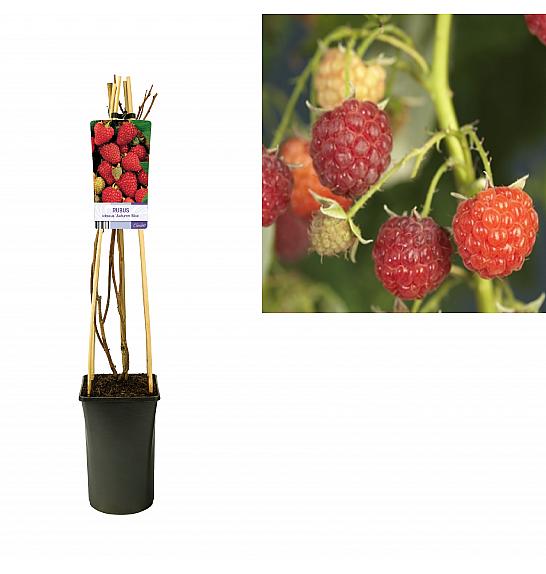 Rubus idaeus Autumn Bliss C2,5 Lit. 40-60 cm