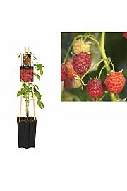 Rubus idaeus Autumn Bliss C1,5 Lit. 30-40 cm
