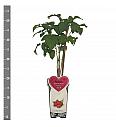 Rubus idaeus Glen Ample C2 Lit. 30-40 cm