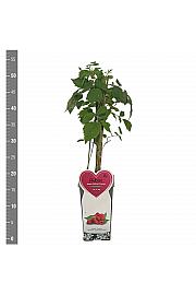 Rubus idaeus Mailling Promise C2 Lit. 30-40 cm