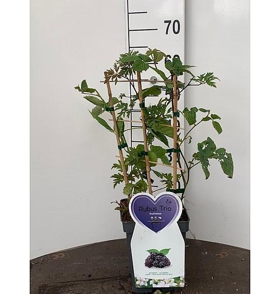 Rubus fruticosus Trio C5 Lit. 30-40 cm Špalir