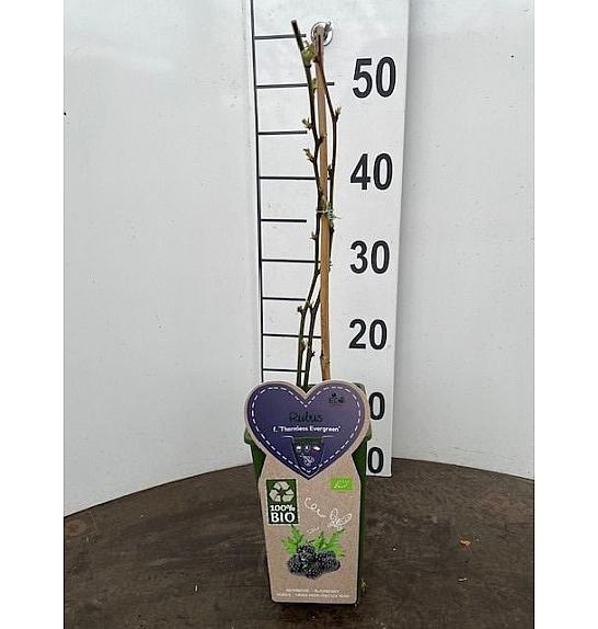 Rubus fruticosus Thornless Evergreen C2 Lit. 30-40 cm BIO