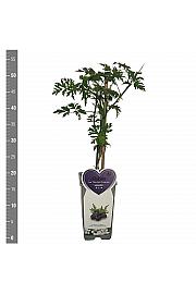 Rubus fruticosus Thornless Evergreen C2 Lit. 30-40 cm