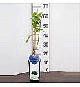 Rubus fruticosus Chester Thornless C2 Lit. 30-40 cm BIO
