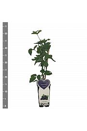 Rubus fruticosus Navaho C2 Lit. 30-40 cm