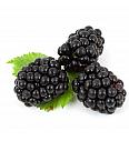 Rubus fruticosus Little black prince C2 Lit. 30-40 cm