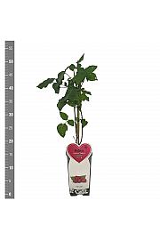 Rubus Buckingham Tayberry C2 Lit. 30-40 cm