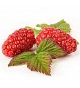 Rubus Buckingham Tayberry C2 Lit. 40-60 cm