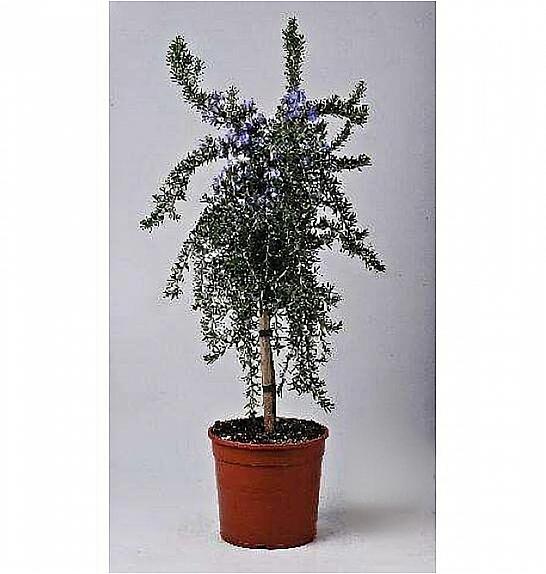 Rosmarinus prostratus Ø18 Na Steblu 30 cm
