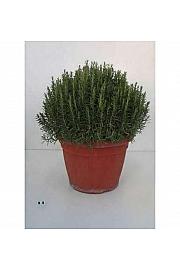 Rosmarinus officinalis Ø45