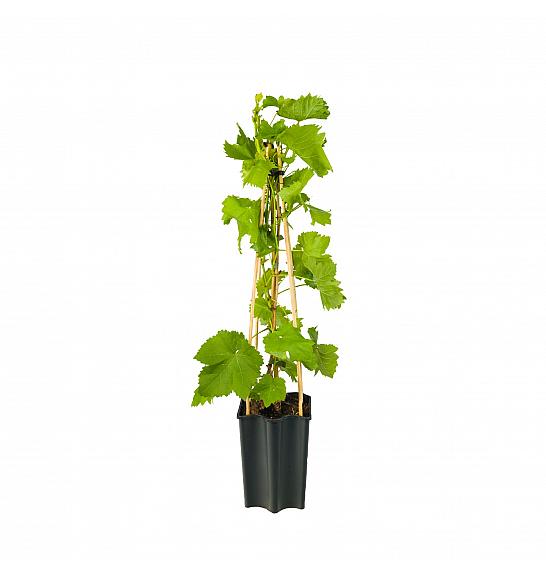 Vitis vinifera Zilga C1,5 Lit. 30-40 cm