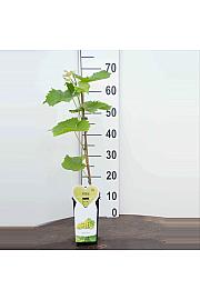 Vitis vinifera Witte van der Laan C2 Lit. 40-50 cm