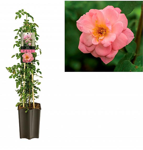 Rosa Salmon Queen C1,5 Lit. 30-40 cm