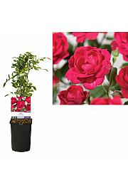 Rosa Royal Queen C1 Lit. 20-30 cm