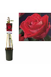 Rosa Red Climber C2,5 Lit. 40-60 cm