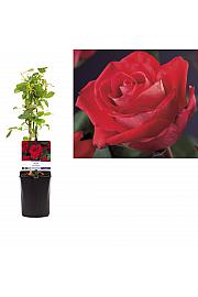 Rosa Red Climber C1 Lit. 20-30 cm