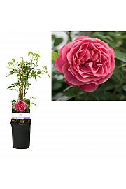 Rosa Pinky Queen C1 Lit. 20-30 cm