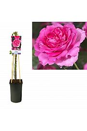 Rosa Pink Climber C2,5 Lit. 40-60 cm
