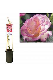 Rosa Pink Candy C2,5 Lit. 40-60 cm