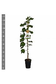 Vitis vinifera Suffolk Red C4 Lit. 100-120 cm