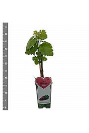 Vitis vinifera Suffolk Red C2 Lit. 40-50 cm