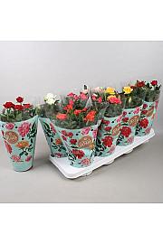 Rosa Patio   Ø 12 mix