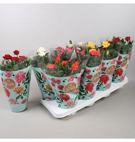 Rosa Patio   Ø 12 mix