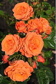 Rosa Orange Queen C1,5 Lit. 30-40 cm
