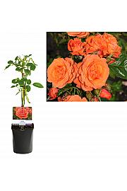 Rosa Orange Queen C1 Lit. 20-30 cm