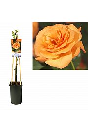Rosa Orange Climber C2,5 Lit. 40-60 cm