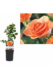 Rosa Orange Climber C1 Lit. 20-30 cm