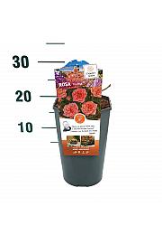 Rosa Ninetta® C3 Lit. 10-15 cm