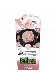 Rosa New Dreams® C5 Lit. 40-60 cm Vzpenjava