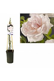 Rosa New Dawn C2,5 Lit. 40-60 cm