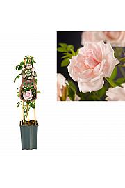 Rosa New Dawn C1,5 Lit. 30-40 cm