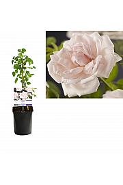 Rosa New Dawn C1 Lit. 20-30 cm